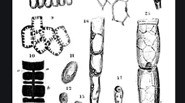 Timeline: Cell Theory