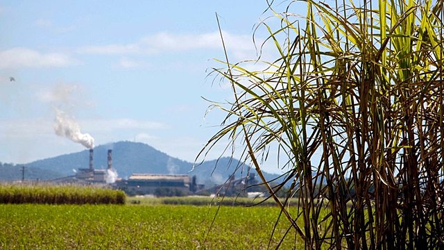 U.S. tariffs cause Hawaiian Sugar Cane prices to rise