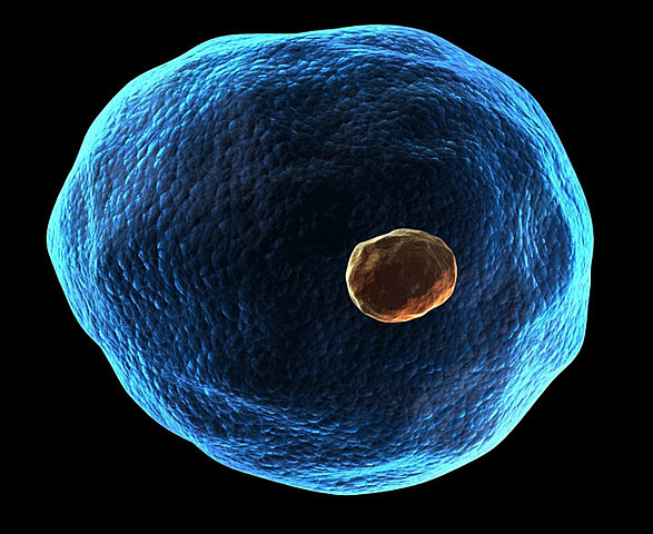 The begining of cell theory