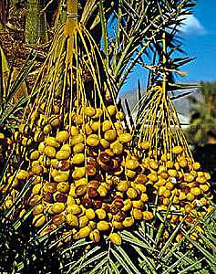 Date palm.