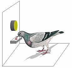 ESTADO ACTUAL DEL CONDICIONAMIENTO OPERANTE