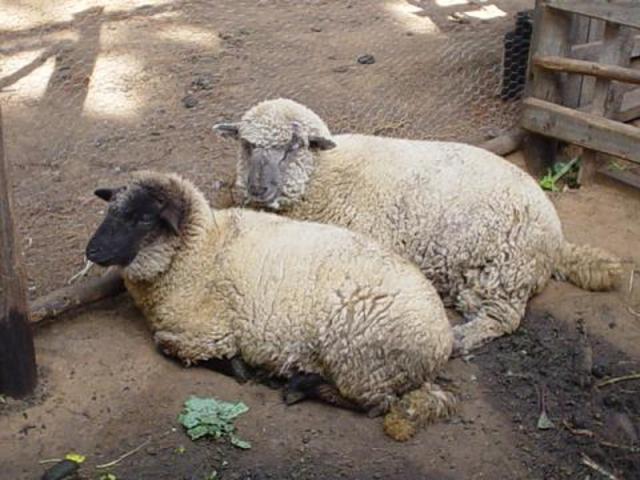 antes solo eran cabras