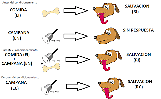 Condicionamiento Clásico.