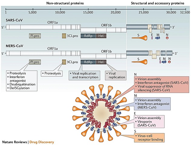 China publica la secuencia genética del virus causante de la COVID 19