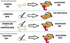 Pavlov y los estimulos