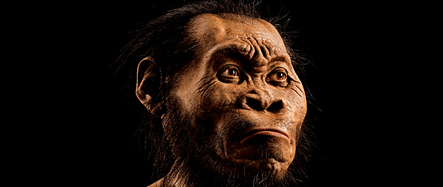 Nuevo primo lejano del ser humano