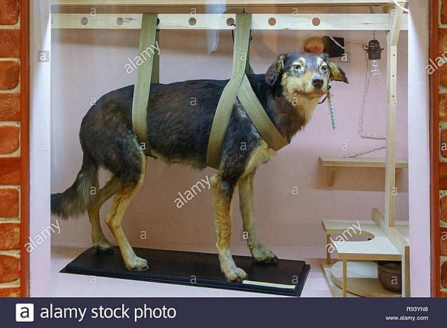 scoperta riflesso condizioanto