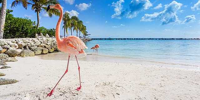 Con la entrada de Estados Unidos a este mercado, las ventas de tiempo compartido en el ámbito mundial crecieron en el orden del 500% pasando de 10 millones en 1970 a más de 500 millones de ventas en 1995.