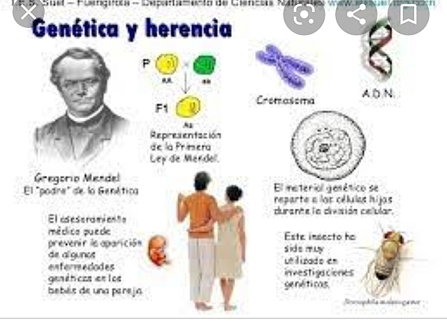 Mendel