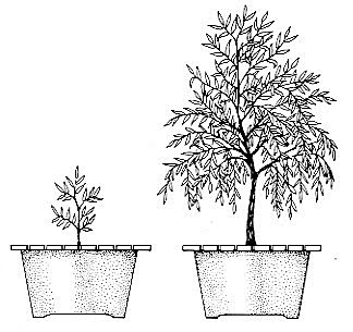 Jan Baptist van Helmont Discovers Photosythesis