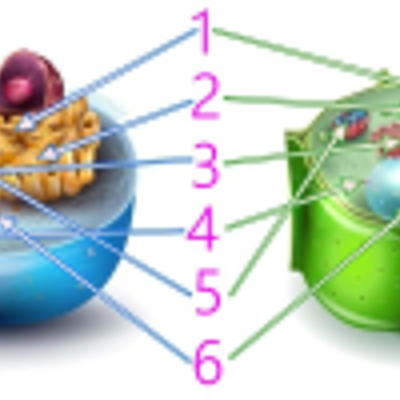 Timeline: LA TEORÍA CELULAR