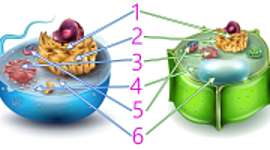 Timeline: LA TEORÍA CELULAR