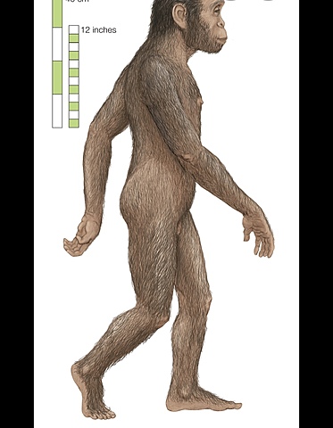 Homo Habilis