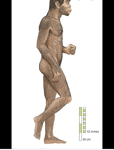 Homo Erectus