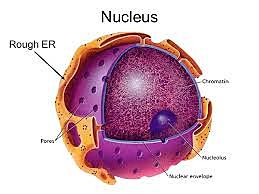 Robert Brown Discovers The Nucleus of a Cell