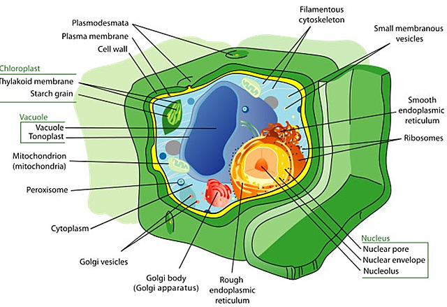 Matthias Jakob Schleiden Discovers Plants and Part of Plants Are Made of Cells