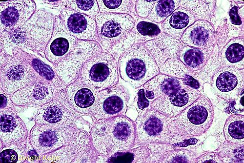 Theodor Schwann Discovers Cells in Animal Tissue