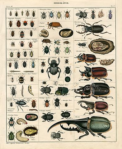 Lorenz Oken Speculates About The Significance of Life