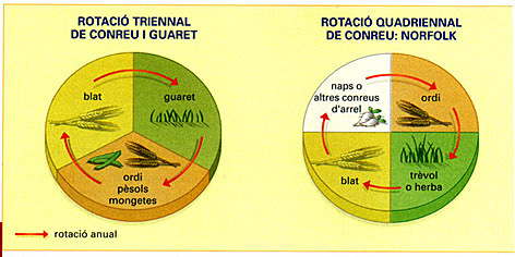 (Agricultura) Sistema Norfolk