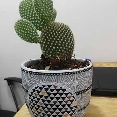 Timeline: Criar una plantita 1