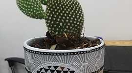 Timeline: Criar una plantita 1