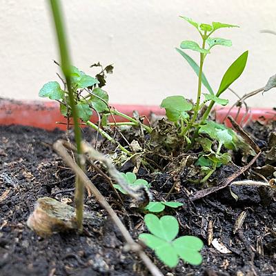 Timeline: Bitácora de planta - Ecología