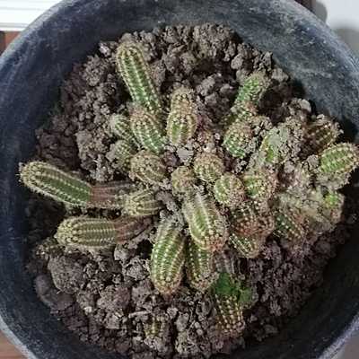 Timeline: Cactus, Cristopher Herrera 6to"A"