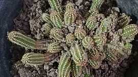 Timeline: Cactus, Cristopher Herrera 6to"A"