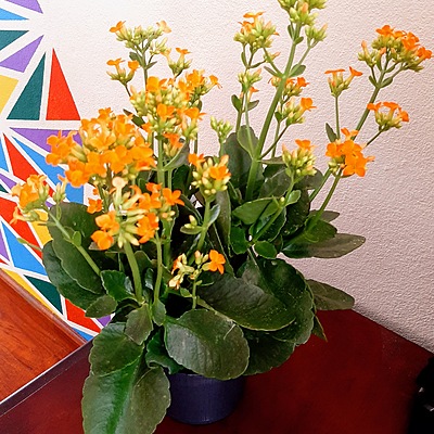 Timeline: ECOLOGÍA Y SALUD AMBIENTAL