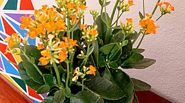 Timeline: ECOLOGÍA Y SALUD AMBIENTAL