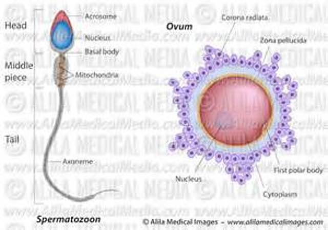 Albrecht von Roelliker