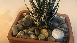 Timeline: Ecología y Salud Ambiental