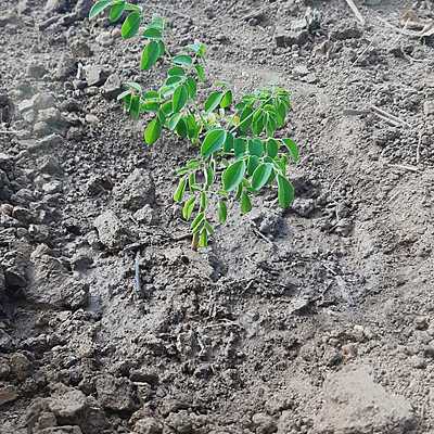 Timeline: Planta Moringa