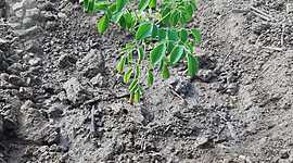 Timeline: Planta Moringa
