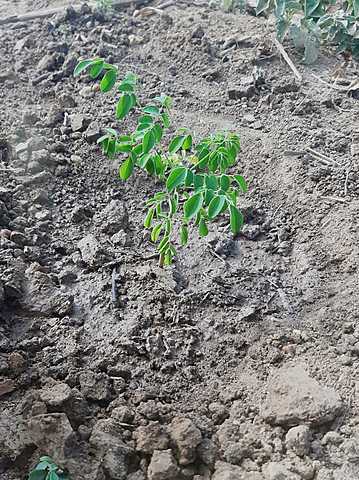 Planta moringa transplantada