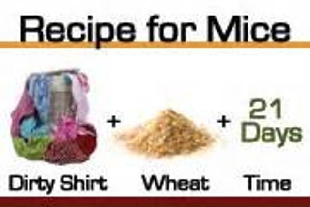 Jan Baptist van Helmont