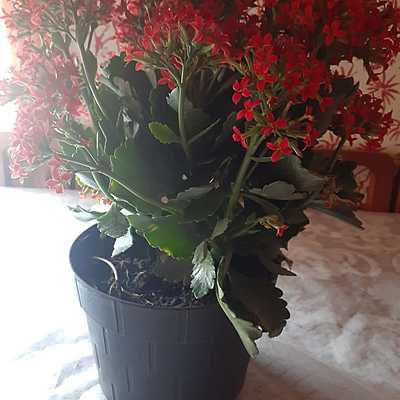 Timeline: ECOLOGÍA Y SALUD AMBIENTAL