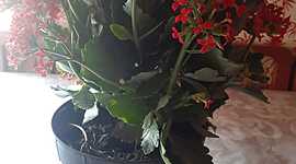 Timeline: ECOLOGÍA Y SALUD AMBIENTAL