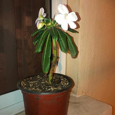 Timeline: bitácora (ecología y salud ambiental)