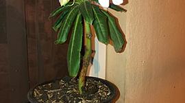 Timeline: bitácora (ecología y salud ambiental)