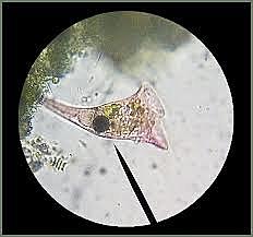 Observation of single-celled organisms