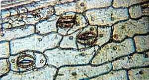 Discovery of the cell nucleus