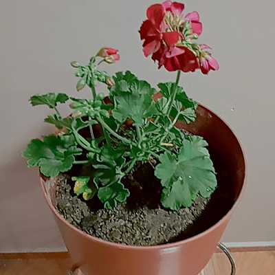 Timeline: BITACORA DE PLANTA (GERANIO)