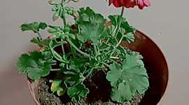 Timeline: BITACORA DE PLANTA (GERANIO)