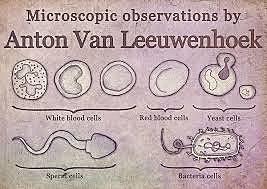 Anton van Leeuwenhoek