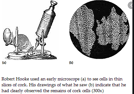 Hooke's first cell sighting.