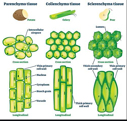 Matthias Schleiden proposed all plant tissue are composed of cells.