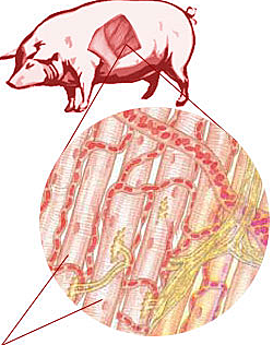 Theodor Schwann reinforces cell theory.