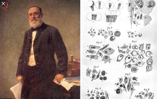 Rudolf Virchow extended work of cells with new levels to the theory.