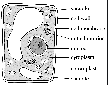 Robert Brown discovers the nucleous.